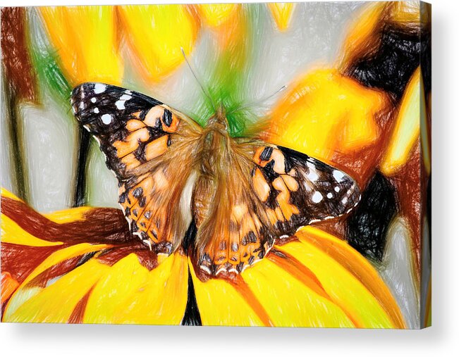 Cosmopolitan Acrylic Print featuring the photograph Magnificent Painted Lady Butterfly by Don Northup
