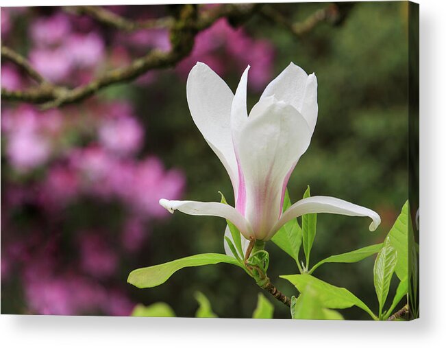 Japanese Garden Acrylic Print featuring the photograph Magnolia by Briand Sanderson
