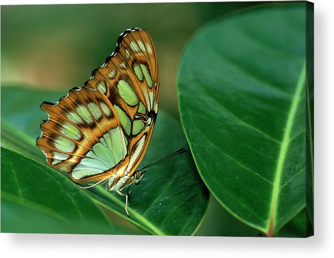 Nymphalidae Acrylic Print featuring the photograph Malachite Butterfly, Siproeta Stelenes by Adam Jones