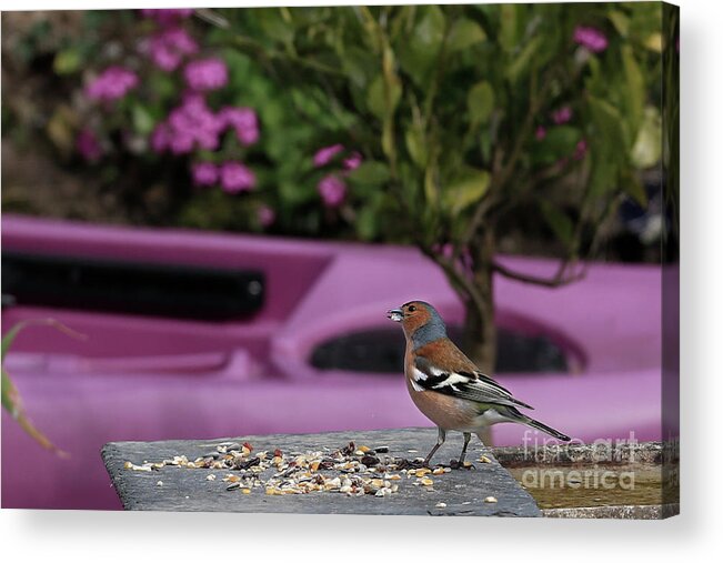 Chaffinch Acrylic Print featuring the photograph Male Chaffinch by Terri Waters