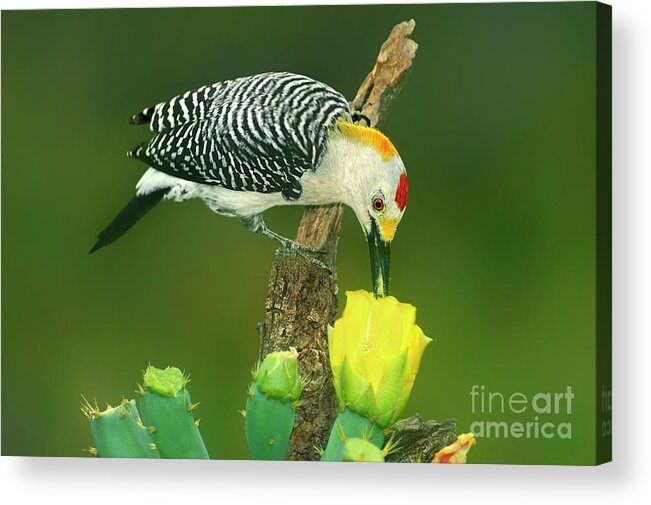 Dave Welling Acrylic Print featuring the photograph Male Golden-fronted Woodpecker Feeding Texas by Dave Welling