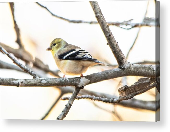 American Goldfinch Acrylic Print featuring the photograph Male Goldfinch in Winter by Mary Ann Artz