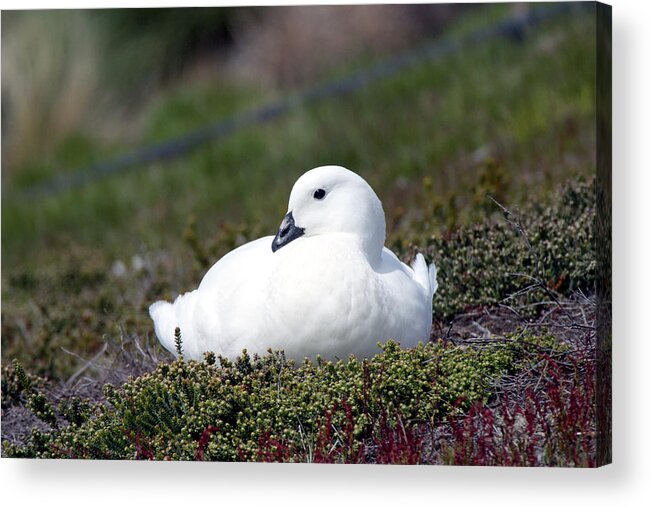 Anatidae Acrylic Print featuring the photograph Male Kelp Goose by David Hosking