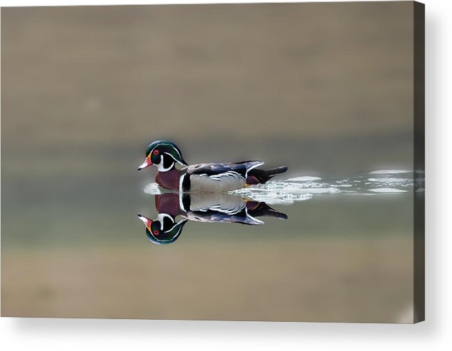 Wood Ducks Acrylic Print featuring the photograph Male wood duck reflection by Dan Friend
