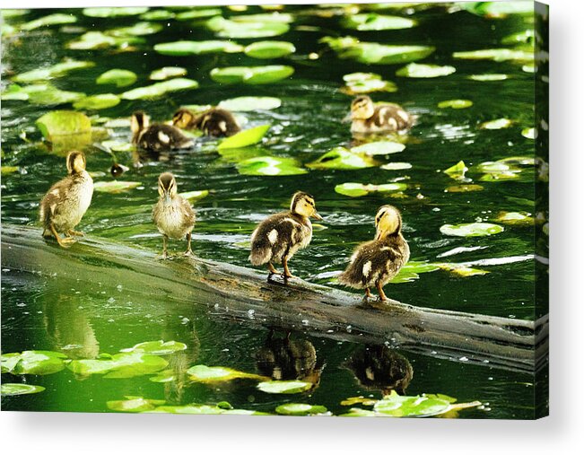 Duckling Acrylic Print featuring the photograph Mallard Ducklings Standing Together On A Log Surrounded By Lily Pads by Cavan Images