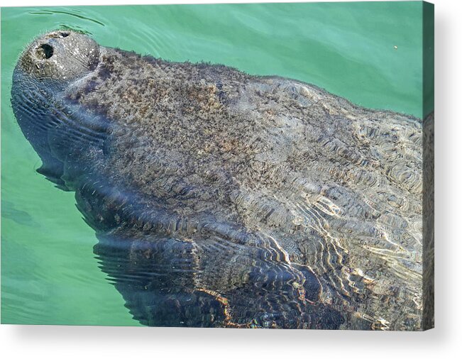 Manatee Acrylic Print featuring the photograph Manatee coming up for air Mexico MX by Toby McGuire