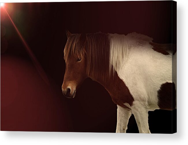 Horse Acrylic Print featuring the photograph Mane Event by Alison Frank