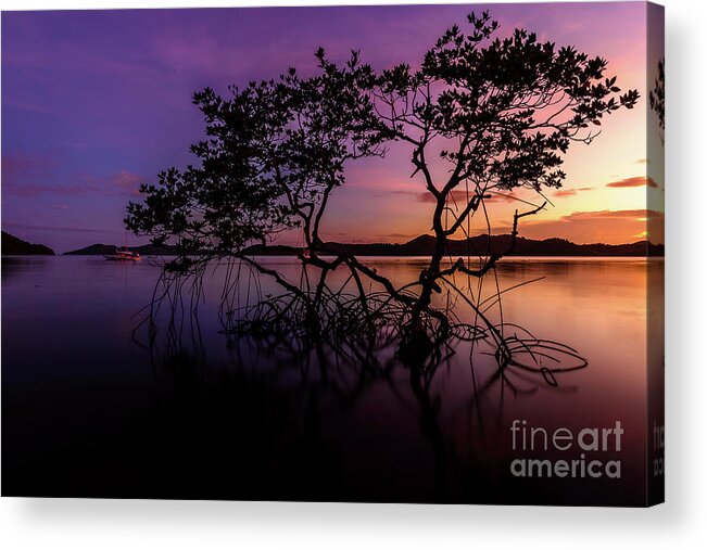 Dawn Acrylic Print featuring the photograph Mangrove by Marian Gociek