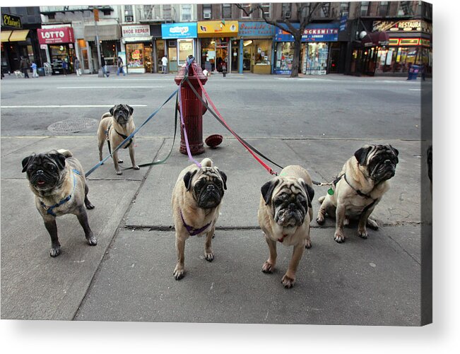 Pug Acrylic Print featuring the photograph Manny Celnicks Five Pugs Look To Be by New York Daily News Archive