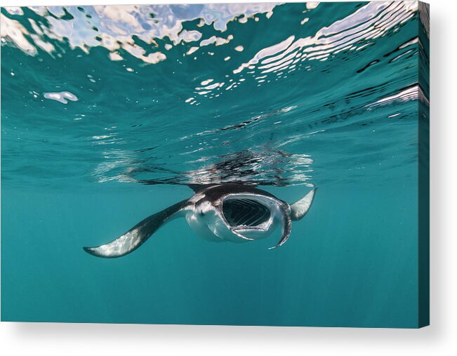 Animals Acrylic Print featuring the photograph Manta Ray Filter Feeding At Surface by Tui De Roy