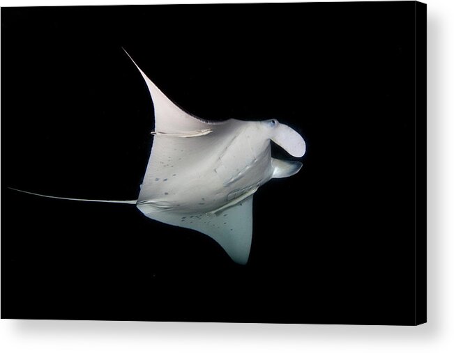 Underwater Acrylic Print featuring the photograph Manta Ray by James R.d. Scott