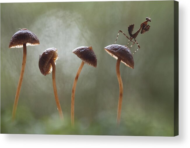 Insect Acrylic Print featuring the photograph Mantis On Mushrooms by Abdul Gapur Dayak
