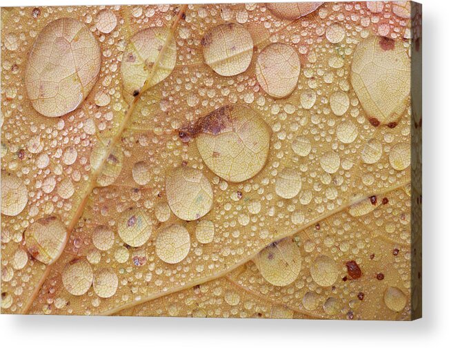 Natural Pattern Acrylic Print featuring the photograph Maple Leaf With Water Drops From Rain by Martin Ruegner