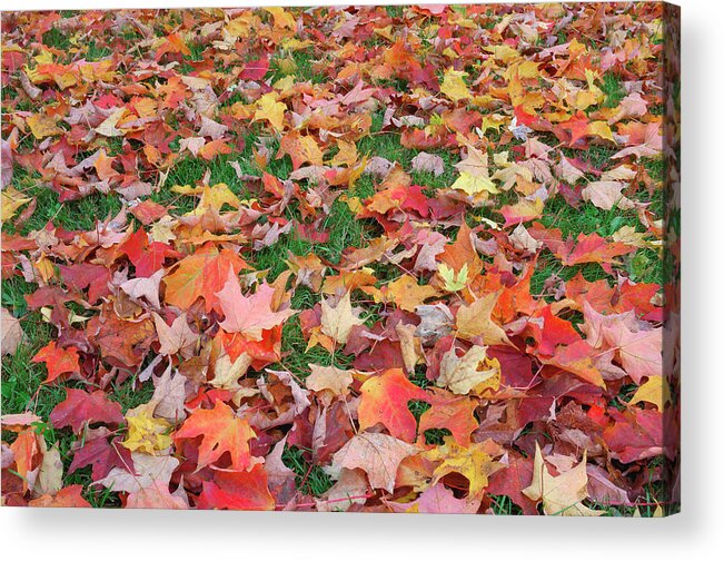 Grass Acrylic Print featuring the photograph Maple Leaves On Ground In Autumn by Martin Ruegner