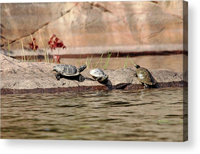 Turtles Acrylic Print featuring the photograph Maps On The Rock by Debbie Oppermann