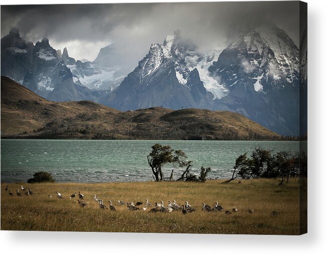 Patagonia Acrylic Print featuring the photograph Cauquen by Ryan Weddle