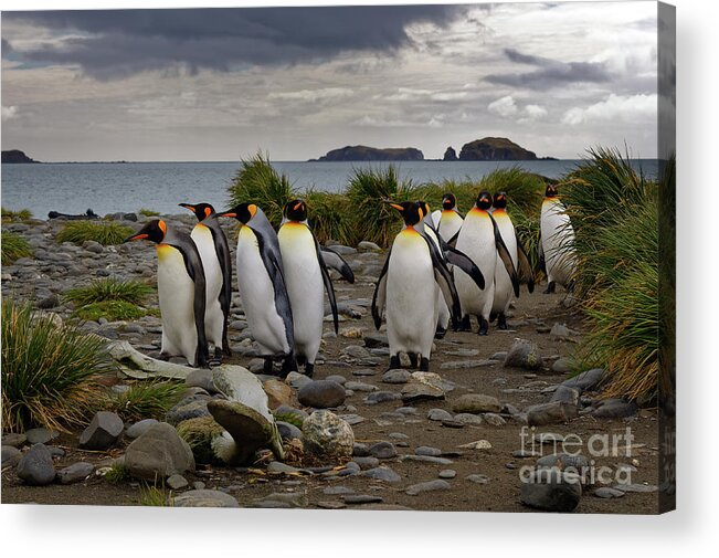 Penguin Acrylic Print featuring the photograph King Penguins Walking on Beach at South Georgia Island by Tom Schwabel