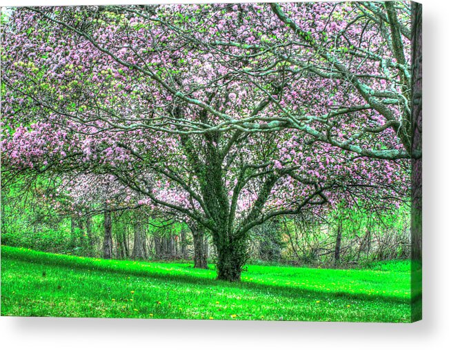 Flowering Acrylic Print featuring the photograph Mauve Blossom Trees by Robert Goldwitz