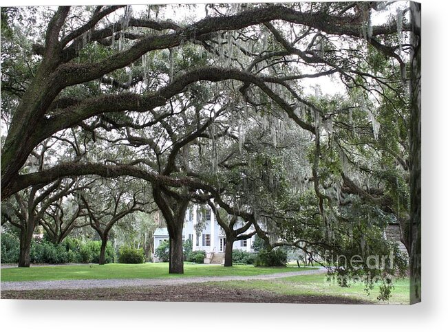Mcleod Acrylic Print featuring the photograph McLeod Plantation by Flavia Westerwelle