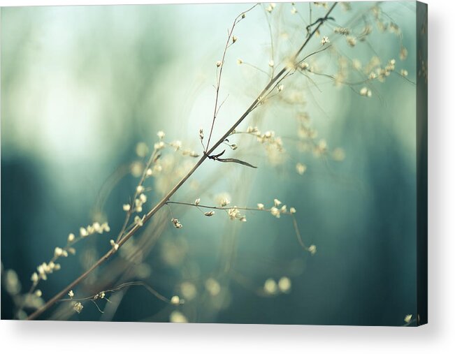 Scenics Acrylic Print featuring the photograph Meadow by Jeja