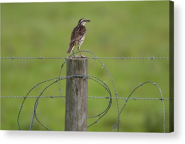 Meadowlark Acrylic Print featuring the photograph Meadowlark on Fence Post with Grasshopper by T Lynn Dodsworth