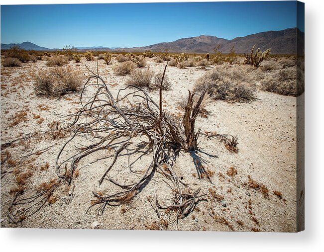 Anza-borrego Desert State Park Acrylic Print featuring the photograph Mesquite in the Desert Sun by Mark Duehmig