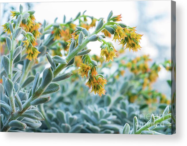 Mexican Echeveria In The Morning By Marina Usmanskaya Acrylic Print featuring the photograph Mexican Echeveria in the morning by Marina Usmanskaya
