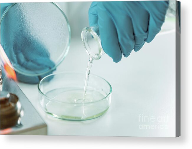 Microbiology Acrylic Print featuring the photograph Microbiologist Preparing Agar Plates by Microgen Images/science Photo Library