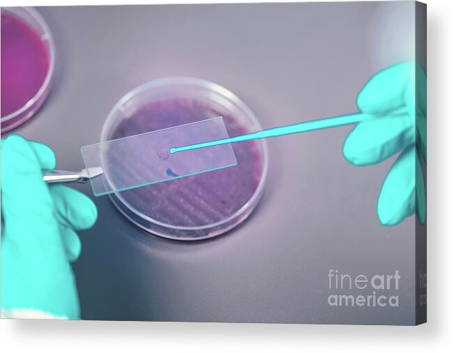 Microbiology Acrylic Print featuring the photograph Microbiologist Taking Bacterial Sample by Microgen Images/science Photo Library