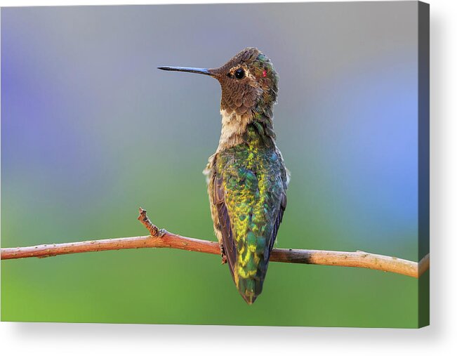 Animal Acrylic Print featuring the photograph Midsummer Night's Dream V - Male Anna's Hummingbird by Briand Sanderson