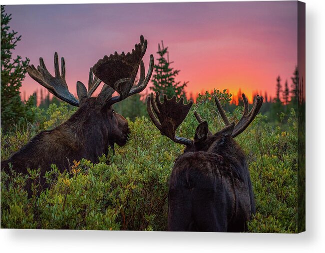 Moose Acrylic Print featuring the photograph Mighty Giants Enjoy a Sunrise Breakfast by Gary Kochel