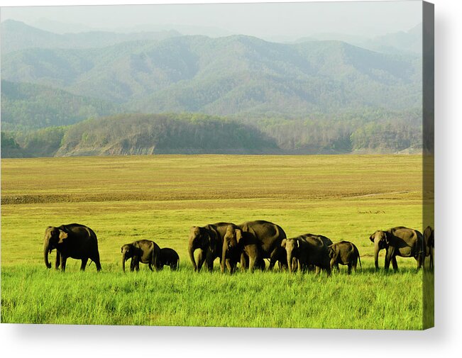 Grass Acrylic Print featuring the photograph Migration Time In Corbett by The Wild Side By Nachiketa Bajaj