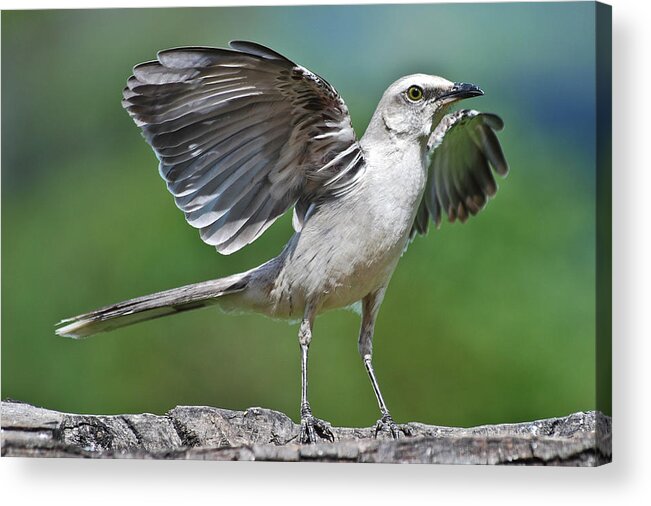 Animal Themes Acrylic Print featuring the photograph Mimus Gilvus by Photo By Priscilla Burcher