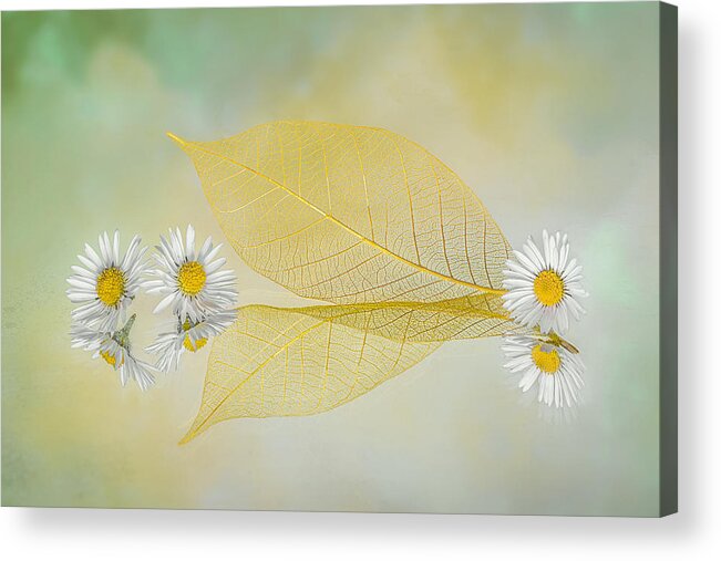 Daisy Acrylic Print featuring the photograph Mini Daisy by Lydia Jacobs