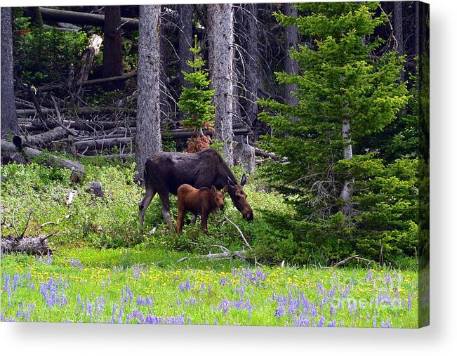 Moose Acrylic Print featuring the photograph Mom and Baby by Dorrene BrownButterfield