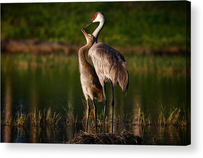 Animal Acrylic Print featuring the photograph Mom And Baby Sandhill Crane by Victor Zhang