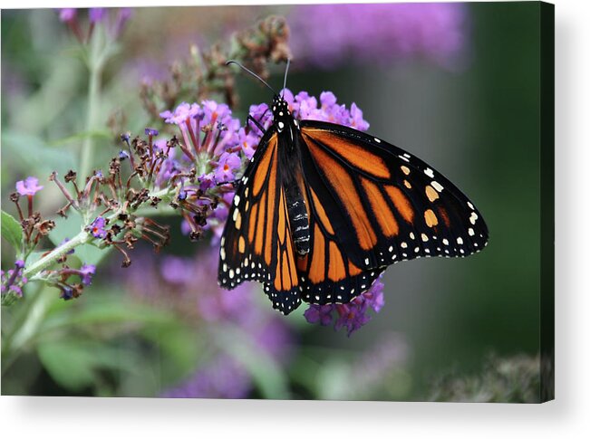 Butterfly Acrylic Print featuring the photograph Monarch by David Pratt