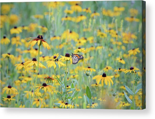 Cuyahoga Acrylic Print featuring the photograph Monarch Meadow by Steven Keys