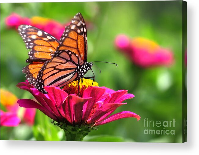 Pink Acrylic Print featuring the photograph Monarch Visiting Zinnia by Angela Rath