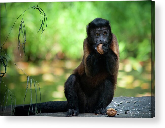 Nut Acrylic Print featuring the photograph Monkey Eating Nuts by Sean Lowcay - Www.seanlowcay.com