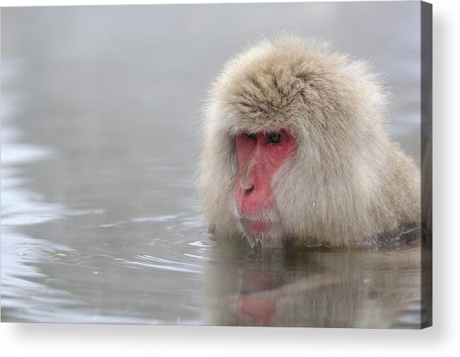Standing Water Acrylic Print featuring the photograph Monkey In In The Tub by Timothy Buerger / Timdesuyo.com