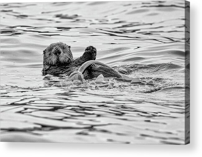 Sea Otter Acrylic Print featuring the photograph Monochrome Sea Otter by Mark Hunter