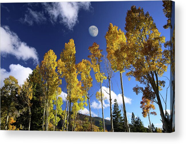 Aspen Acrylic Print featuring the photograph Moon Above Aspens by Candy Brenton