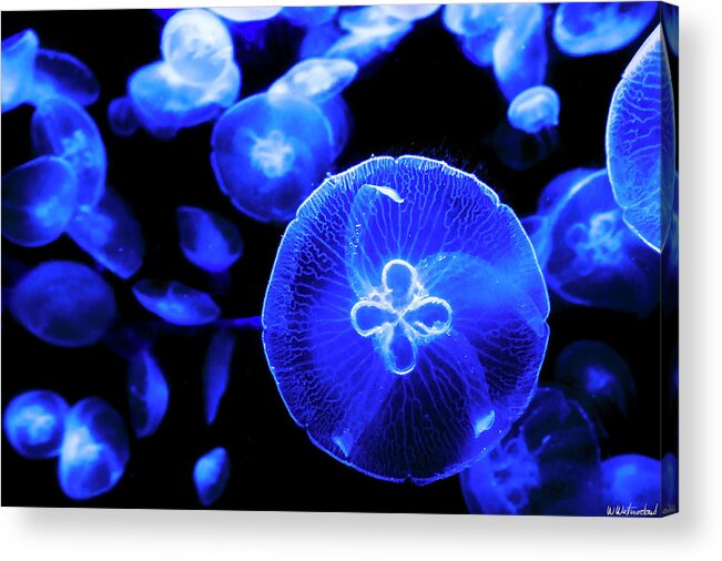 Jellyfish Acrylic Print featuring the photograph Moon Jellyfish closer by Weston Westmoreland