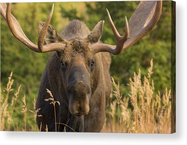 Grass Acrylic Print featuring the photograph Moose Bull With Antlers,chugach State by Eastcott Momatiuk