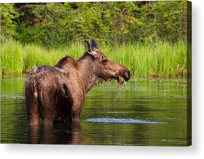Grass Acrylic Print featuring the photograph Moose In Denali by Noppawat Tom Charoensinphon