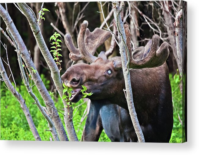 Moose Acrylic Print featuring the photograph Moose with an anomalous eye, at dinner time by Tatiana Travelways
