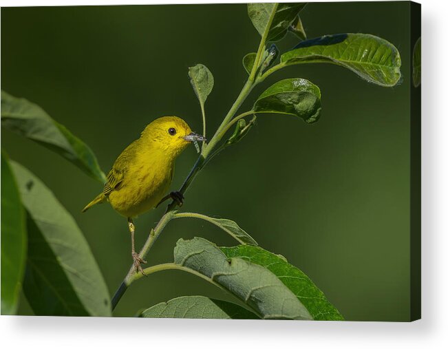 Yellow Warbler Acrylic Print featuring the photograph Morning Catch by Jian Xu