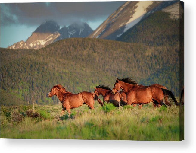 Colorado Acrylic Print featuring the photograph Morning gallop by Murray Rudd
