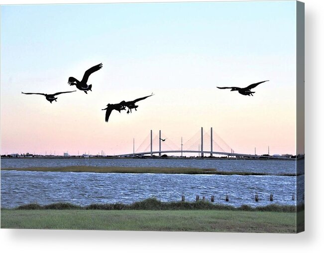 Indian River Bridge Acrylic Print featuring the photograph Morning Geese Flight - Indian River Inlet Bridge by Kim Bemis
